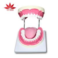 tooth brushing model Dental tooth model for Medical Science Teaching