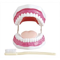 New Style Medical Dental Care Model,plastic dental model of teeth