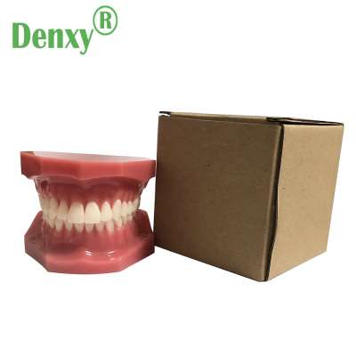 Denxy Quality Resin Orthodontic Teeth model Dental Disease Tooth Model New Dentist Training In The School Orthodontic brackets