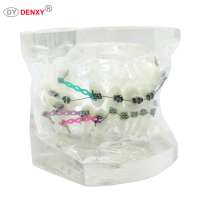 Denxy Dental High Quality Orthodontic Training Typodont With Metal Brackets Orthodontic Model