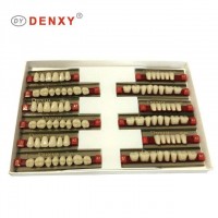 Denxy Dental 3-Layers Denture Dental Acrylic synthetic Resin Teeth