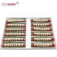 Denxy Top sale multi-Layer dental synthetic resin teeth